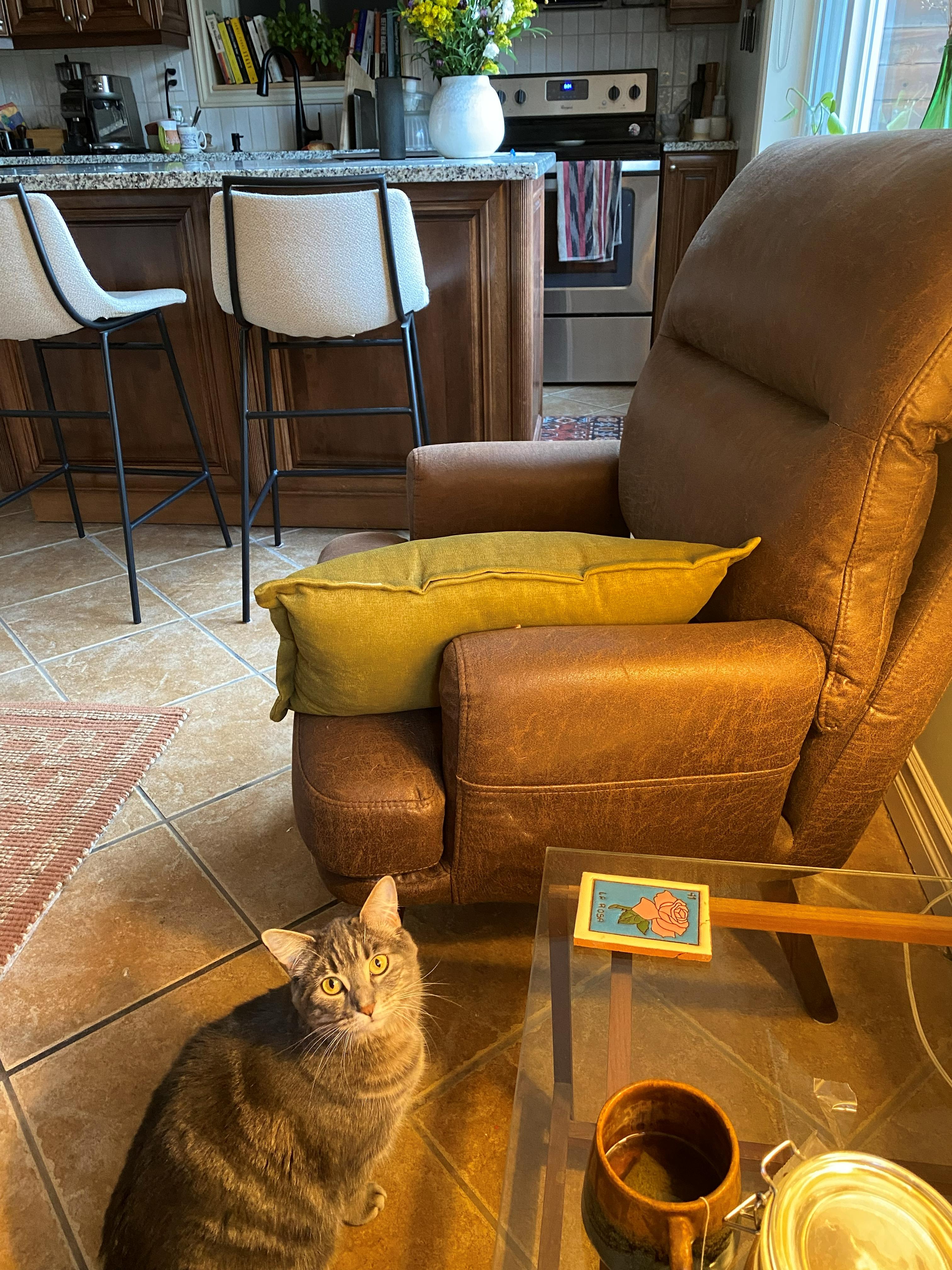 Enlarge Charlie, a ADOPTABLE Domestic Short Hair in Wakefield, QC image 2/6