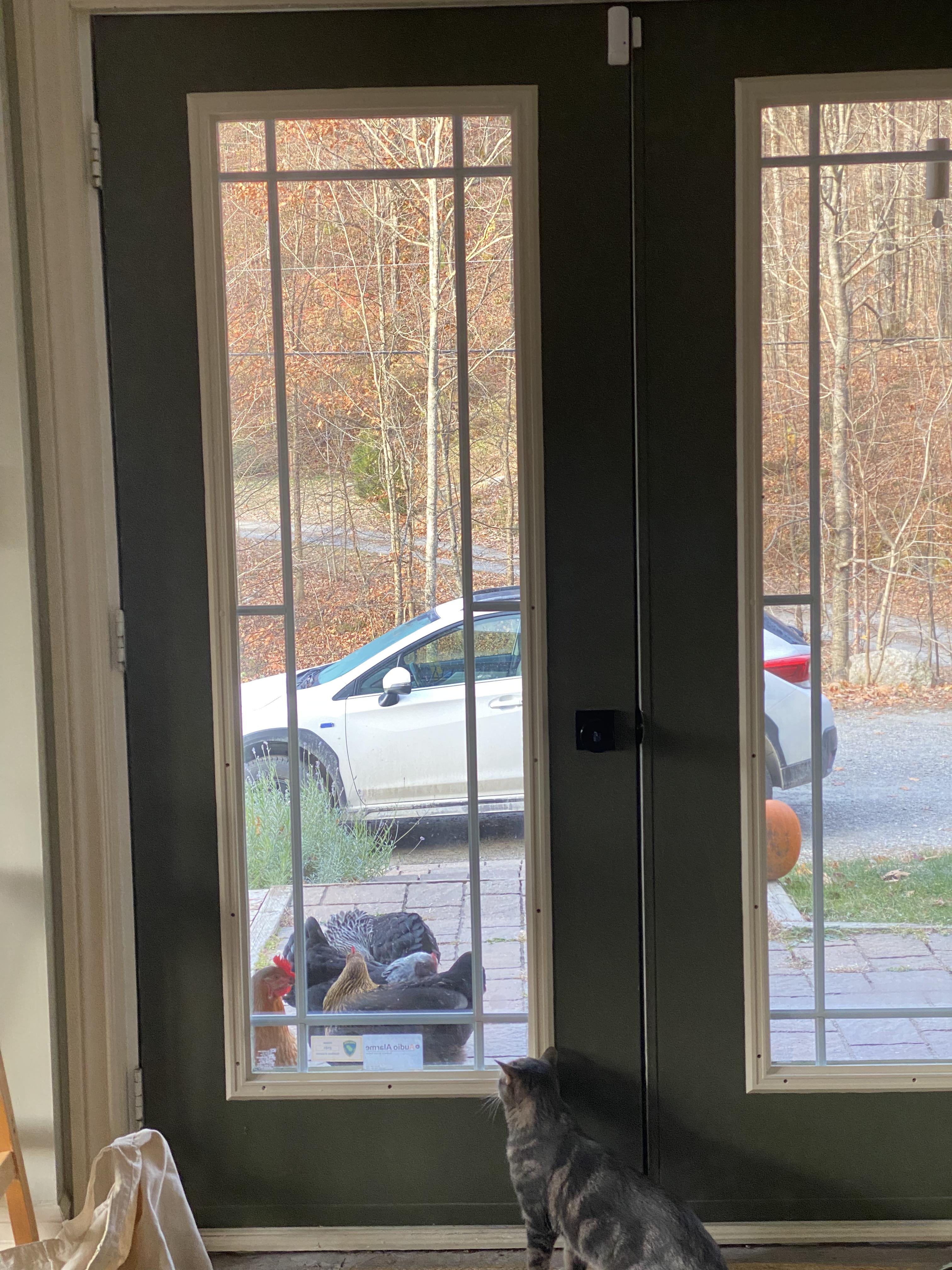 Enlarge Charlie, a ADOPTABLE Domestic Short Hair in Wakefield, QC image 5/6