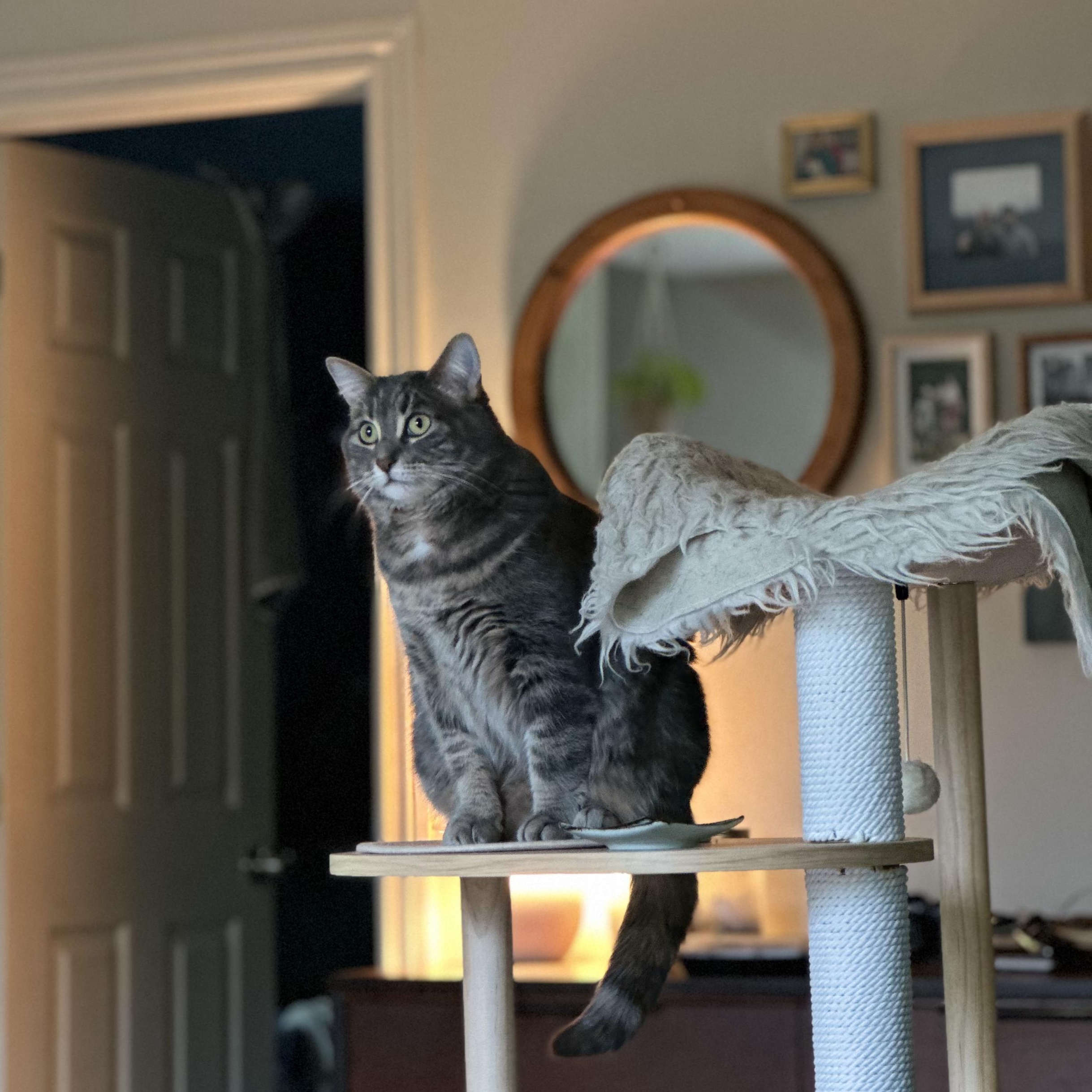 Enlarge Charlie, a ADOPTABLE Domestic Short Hair in Wakefield, QC image 1/6