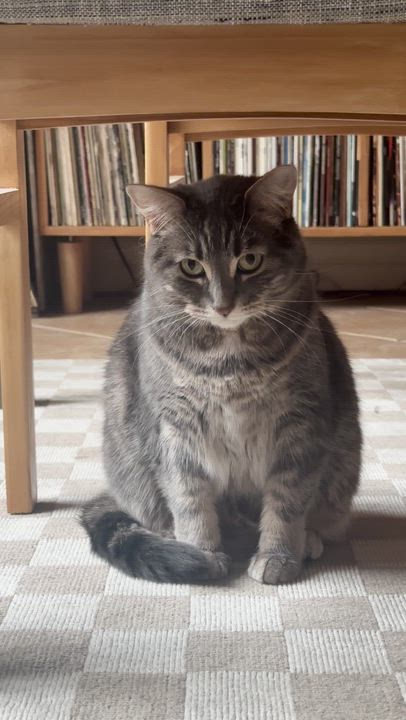 Enlarge Charlie, a ADOPTABLE Domestic Short Hair in Wakefield, QC video 6/6