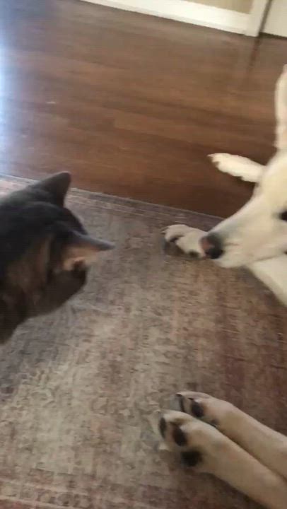 Enlarge Charlie, a ADOPTABLE Domestic Short Hair in Wakefield, QC video 3/6