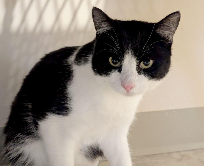 Enlarge PAUL, a ADOPTABLE Domestic Short Hair in Sequim, WA image 4/6