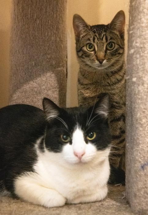 Enlarge PAUL, a ADOPTABLE Domestic Short Hair in Sequim, WA image 3/3