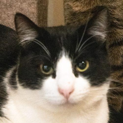 Enlarge PAUL, a ADOPTABLE Domestic Short Hair in Sequim, WA image 1/3