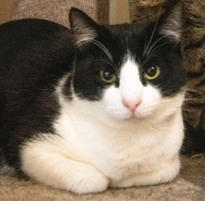 Enlarge PAUL, a ADOPTABLE Domestic Short Hair in Sequim, WA image 2/3