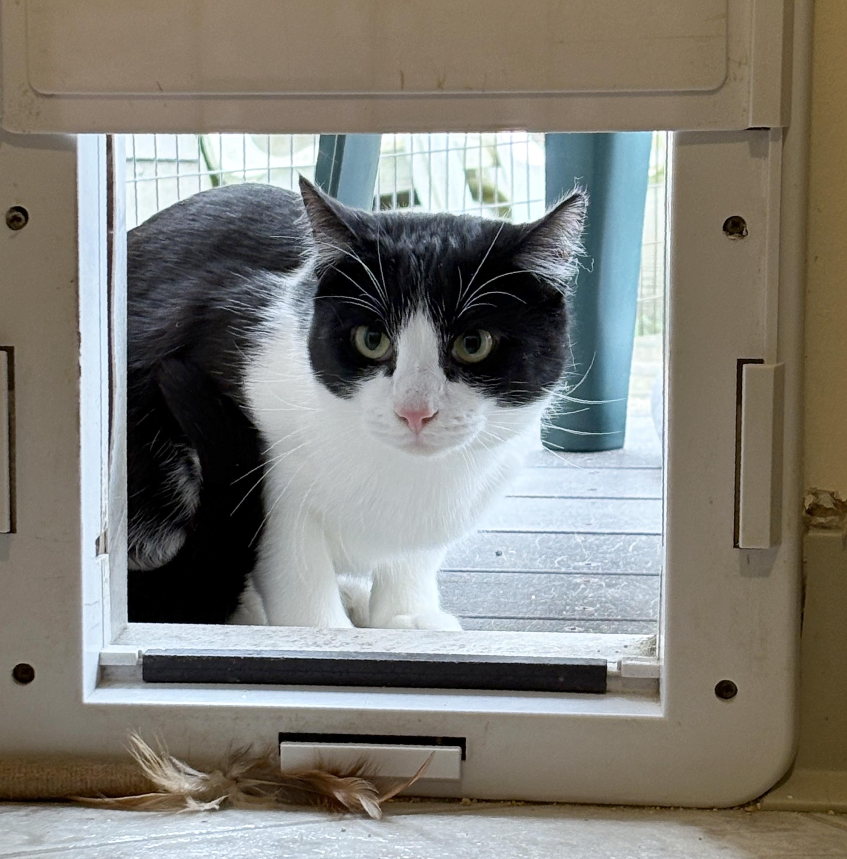 Enlarge PAUL, a ADOPTABLE Domestic Short Hair in Sequim, WA image 5/6