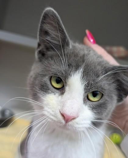 Rufus, Adoptable, Adult Male Domestic Short Hair & Domestic Short Hair.