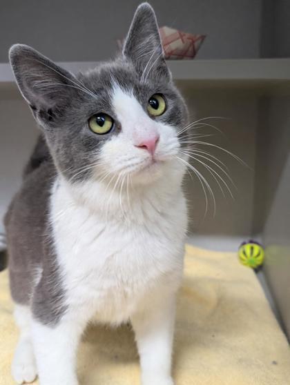 Enlarge Rufus, a Adoptable mixed breed in Bensalem, PA image 3/3