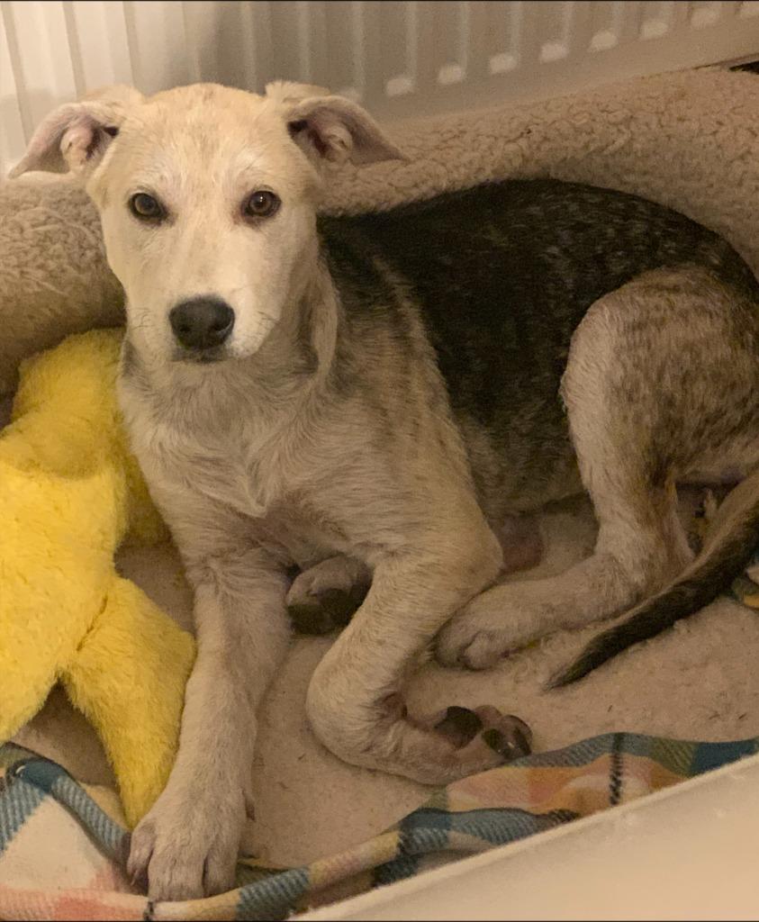 Brown sugar, Adoptable, Puppy Female German Shepherd Dog & Australian Shepherd.
