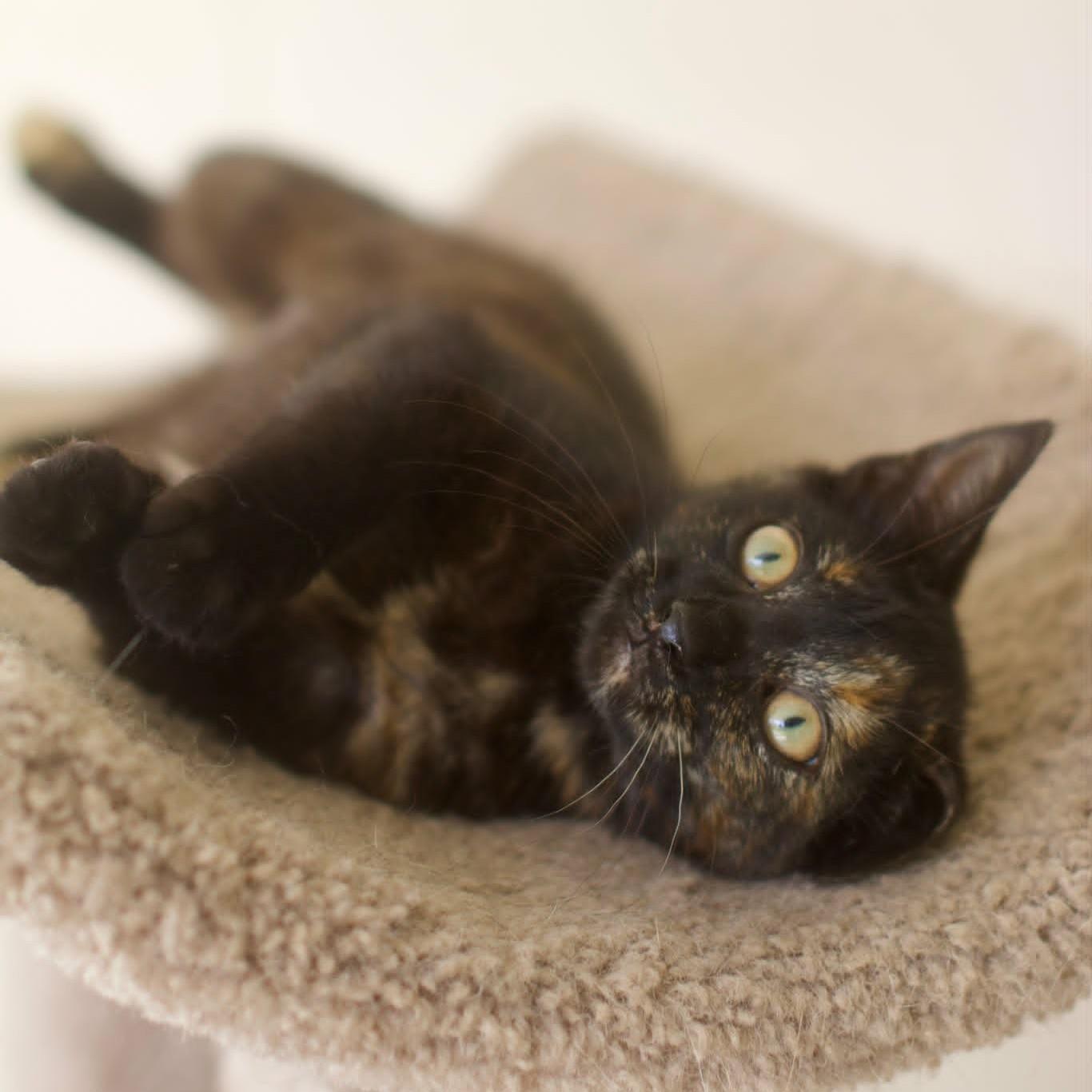 Beulah, ADOPTABLE, Kitten Female Domestic Short Hair.