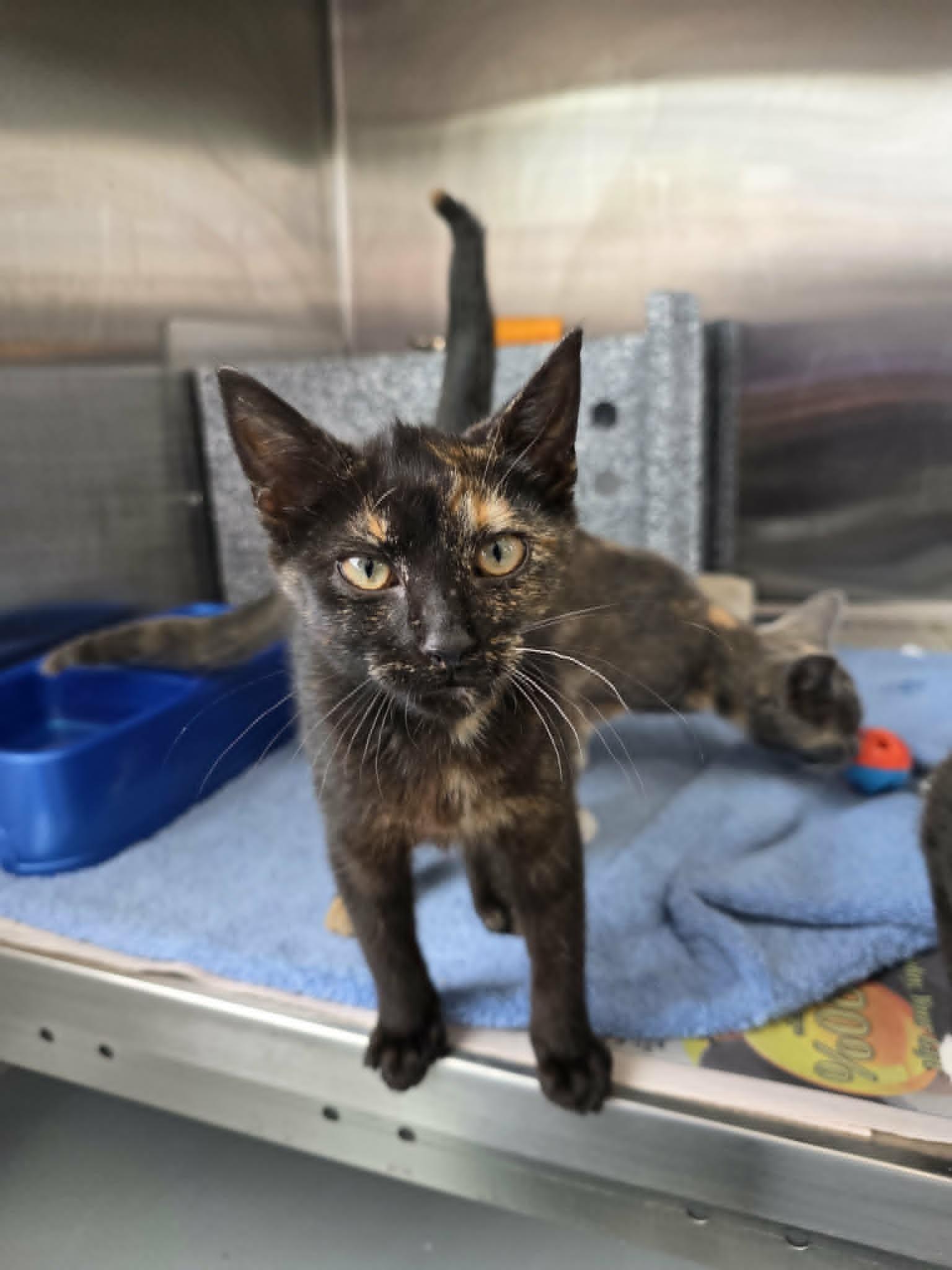 Enlarge Beulah, a ADOPTABLE Domestic Short Hair in Umatilla, FL image 2/2