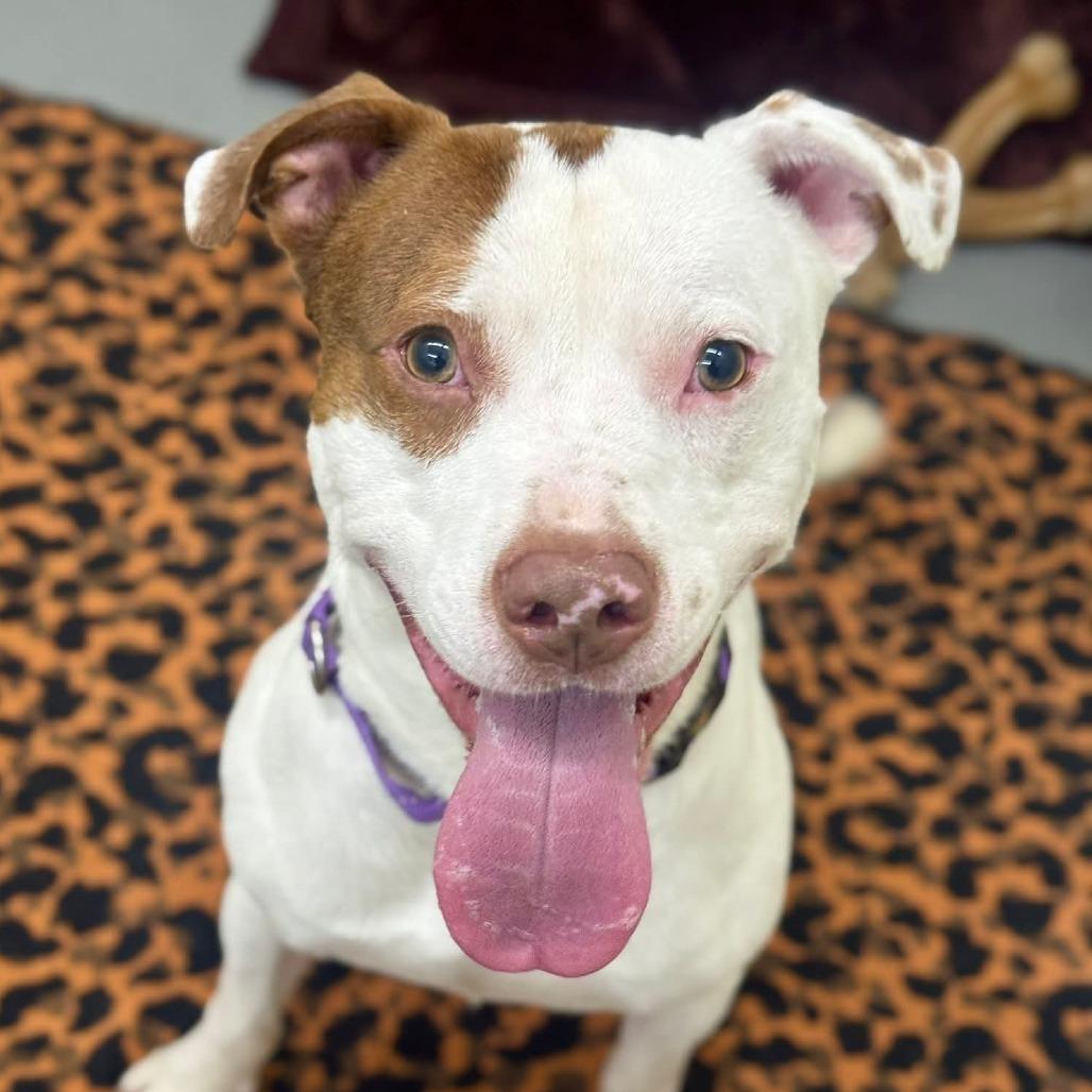 Gregory, Adoptable, Adult Male Pit Bull Terrier.