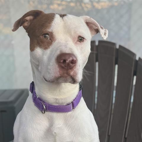 Enlarge Gregory, a Adoptable Pit Bull Terrier in Tacoma, WA image 2/3