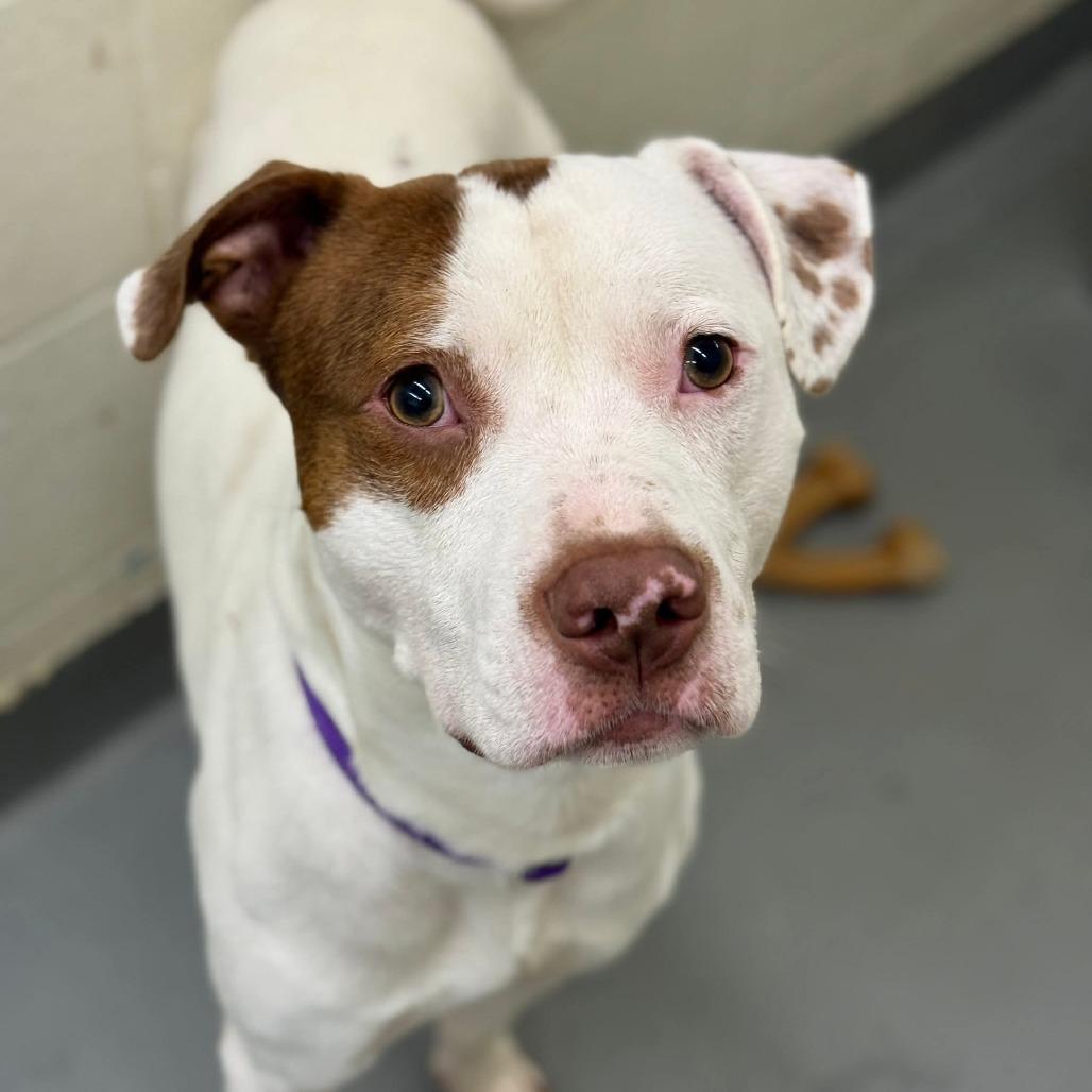 Enlarge Gregory, a Adoptable Pit Bull Terrier in Tacoma, WA image 3/3