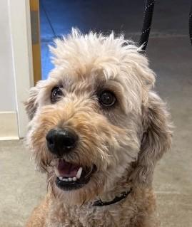 Cooper, adopted, Adult Male Poodle.