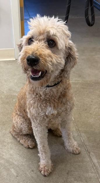 Enlarge Cooper, an adopted mixed breed in Sterling, CO image 2/2