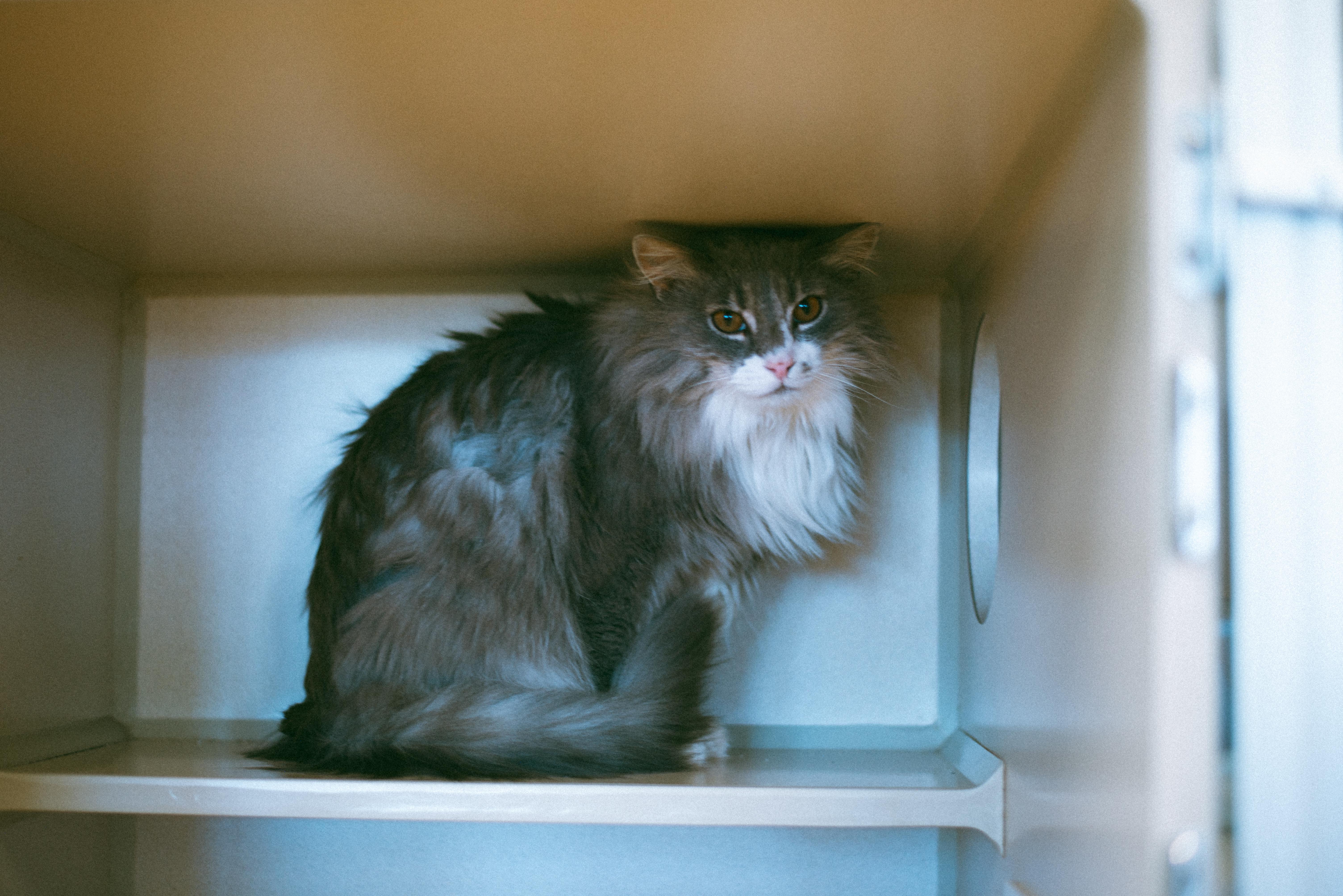 Enlarge Skyler, a Adoptable mixed breed in Thayne, WY image 1/6