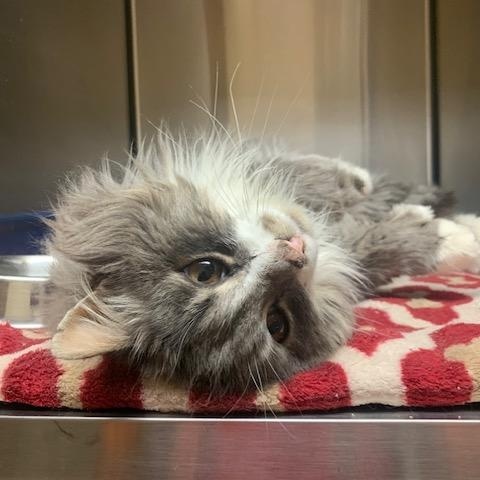 Enlarge Skyler, a Adoptable mixed breed in Thayne, WY image 3/6