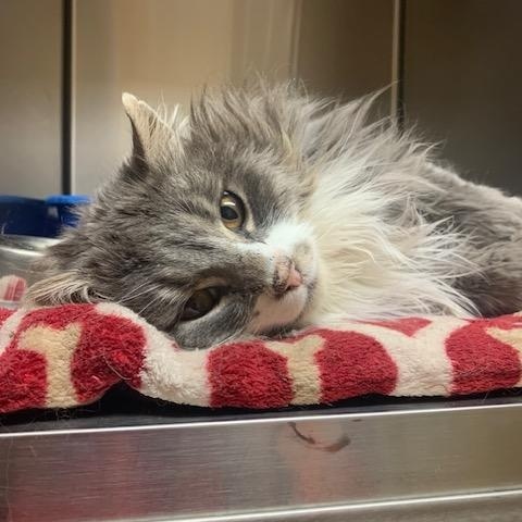 Enlarge Skyler, a Adoptable mixed breed in Thayne, WY image 4/6