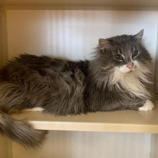 Enlarge Skyler, a Adoptable mixed breed in Thayne, WY image 5/6