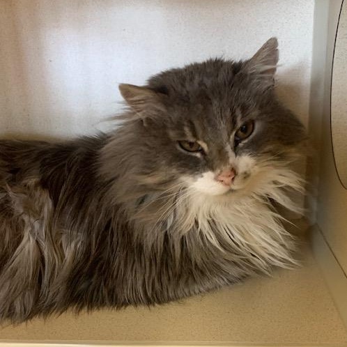 Enlarge Skyler, a Adoptable mixed breed in Thayne, WY image 6/6