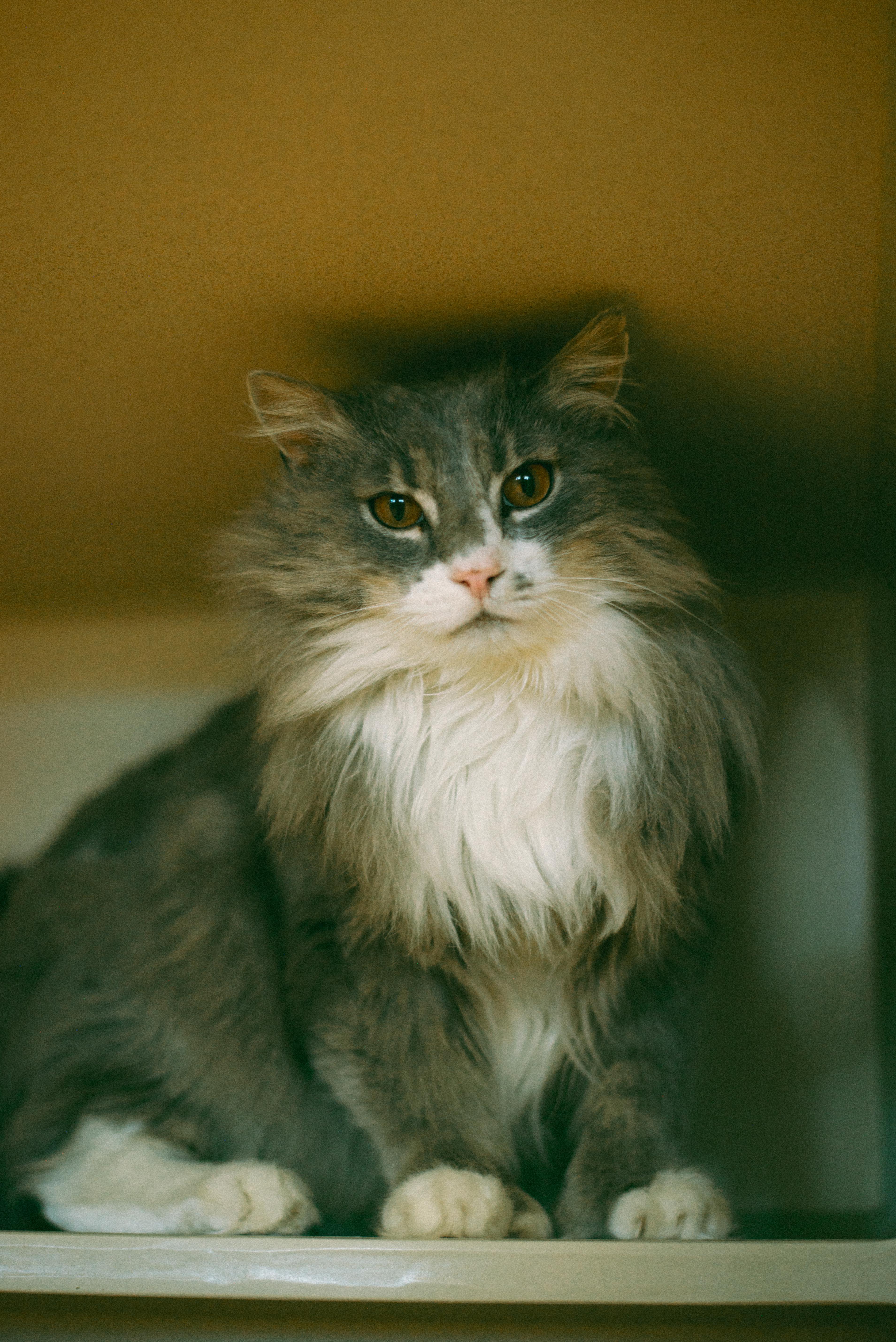 Skyler, Adult Male unknown