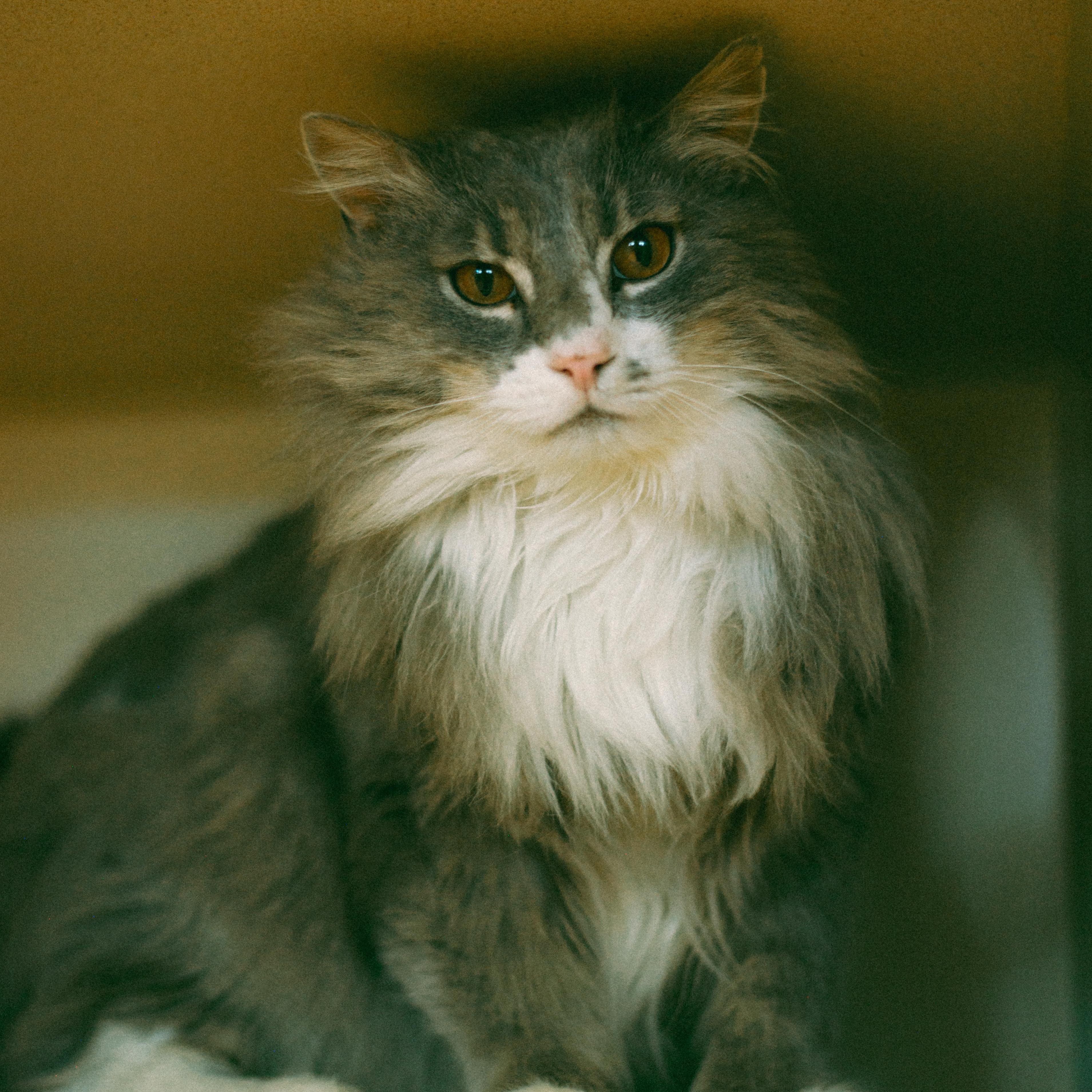 Enlarge Skyler, a Adoptable mixed breed in Thayne, WY image 1/6