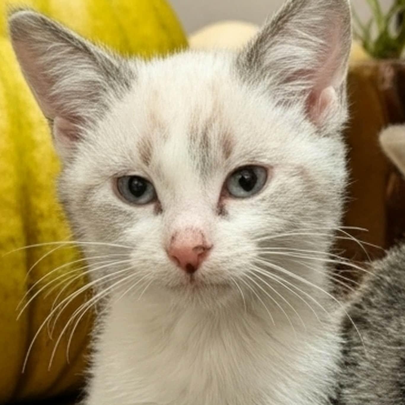 Enlarge Flynn, an adopted mixed breed in Owatonna, MN image 5/5