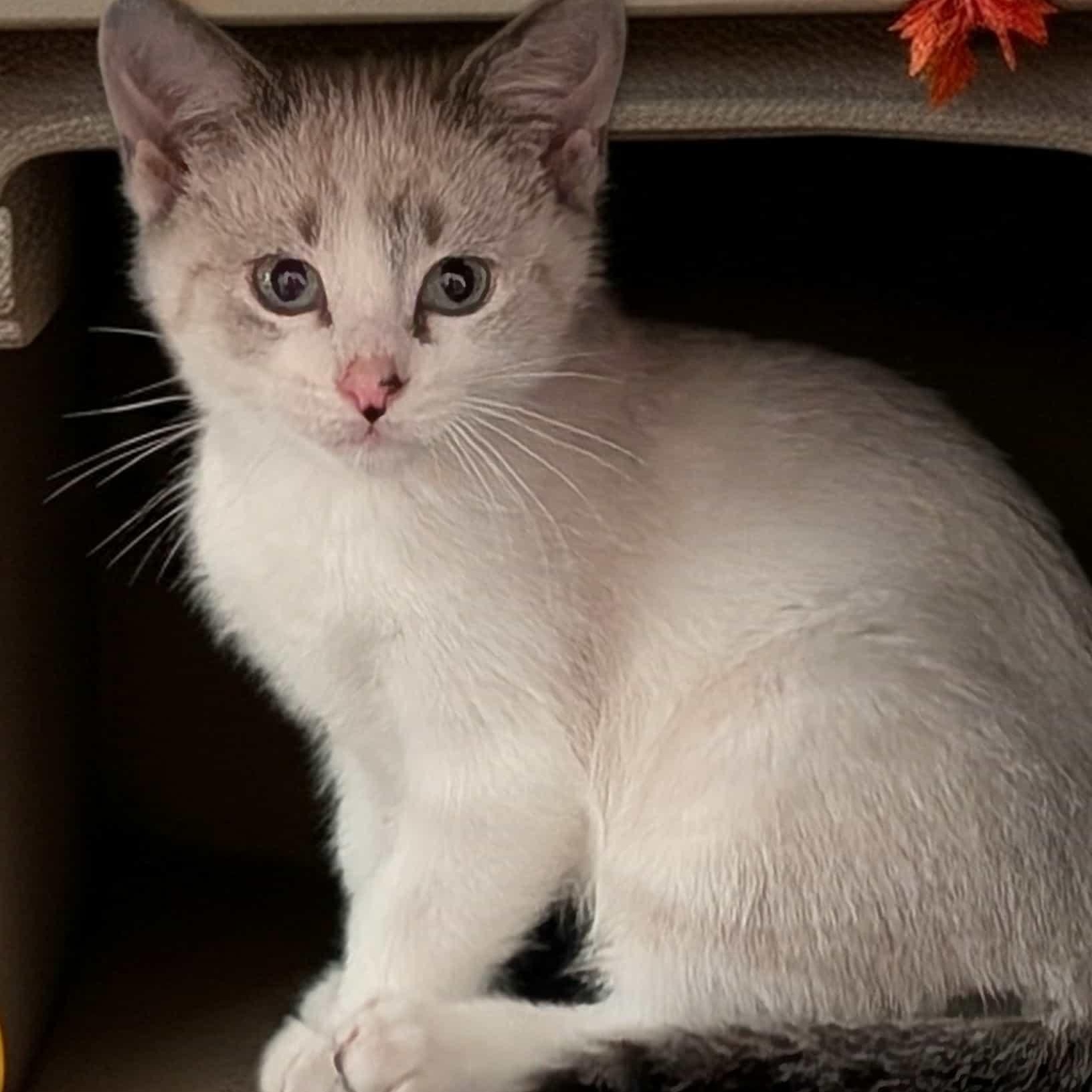 Enlarge Flynn, an adopted mixed breed in Owatonna, MN image 4/5