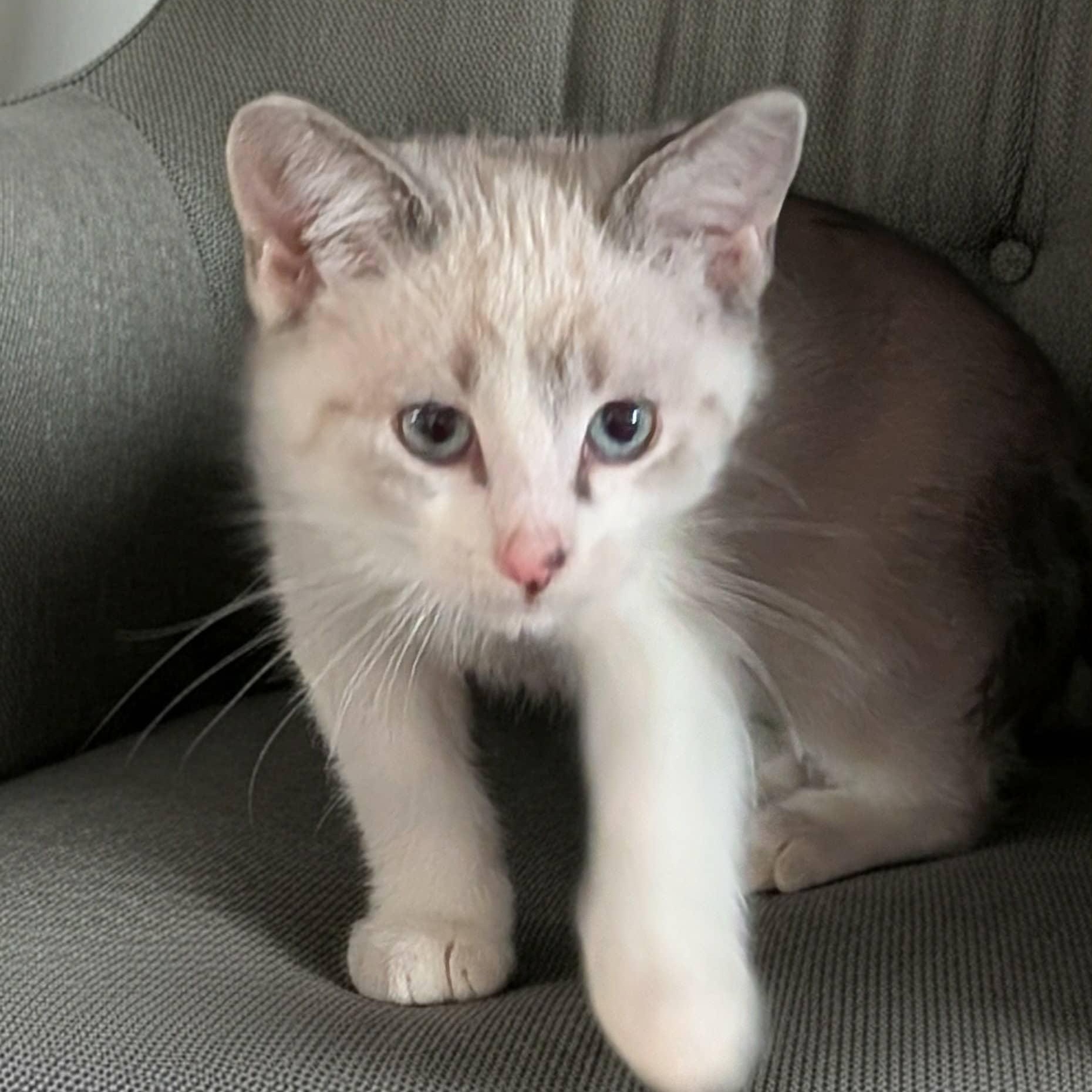 Enlarge Flynn, an adopted mixed breed in Owatonna, MN image 2/5