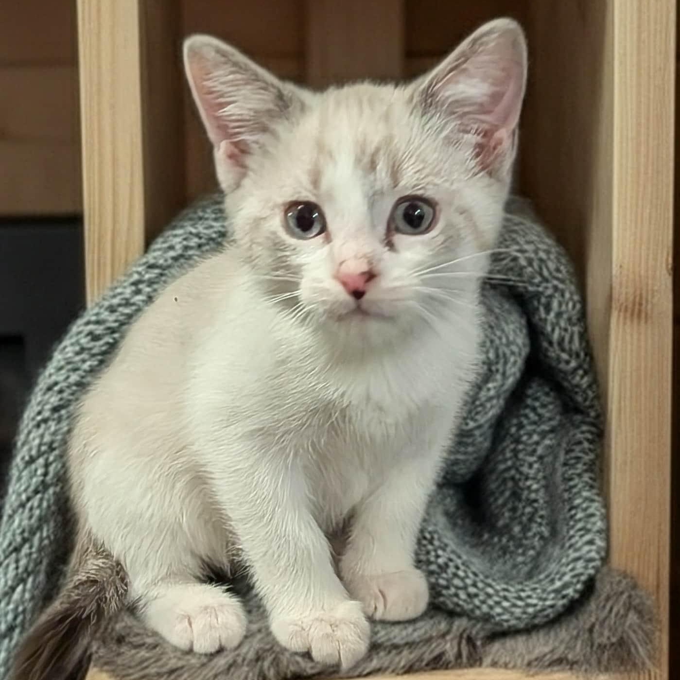 Flynn, adopted, Young Male Siamese & Domestic Short Hair.