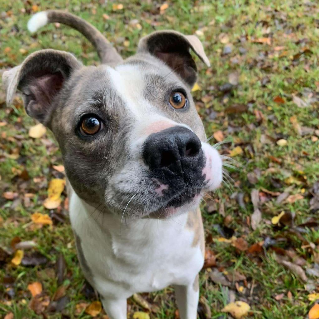 Enlarge Willow, a Adoptable American Staffordshire Terrier in Olathe, KS image 1/6