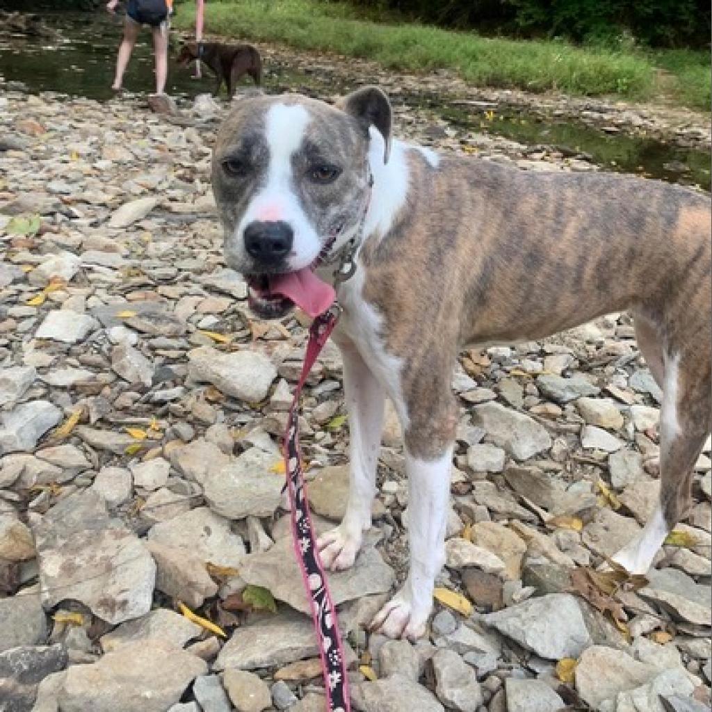 Enlarge Willow, a Adoptable American Staffordshire Terrier in Olathe, KS image 5/6