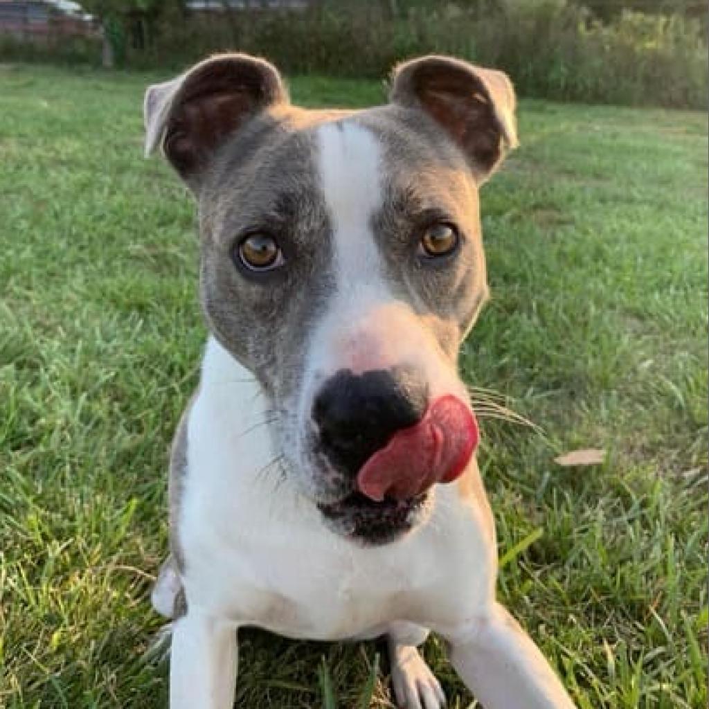 Enlarge Willow, a Adoptable American Staffordshire Terrier in Olathe, KS image 6/6