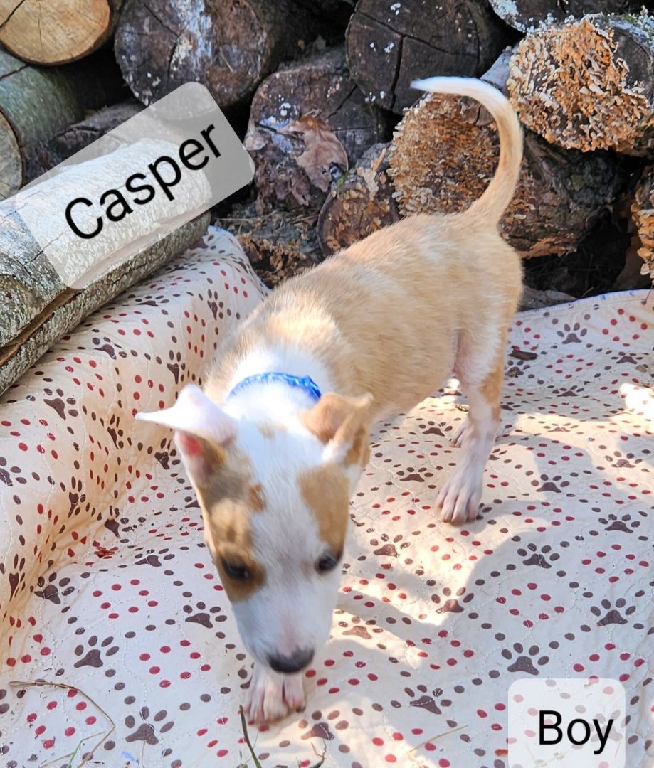 Casper, Adopted, Puppy Male Pit Bull Terrier.