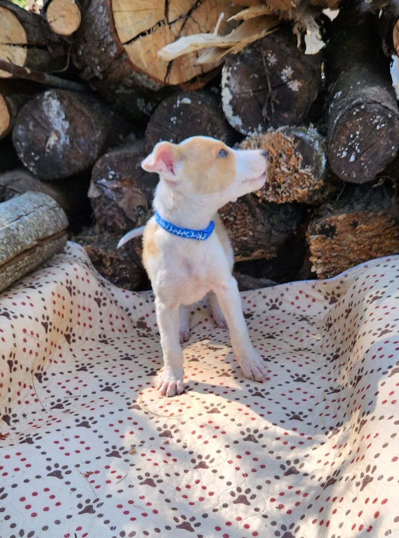 Casper, a Adopted mixed breed in Flintstone, GA image 2/3