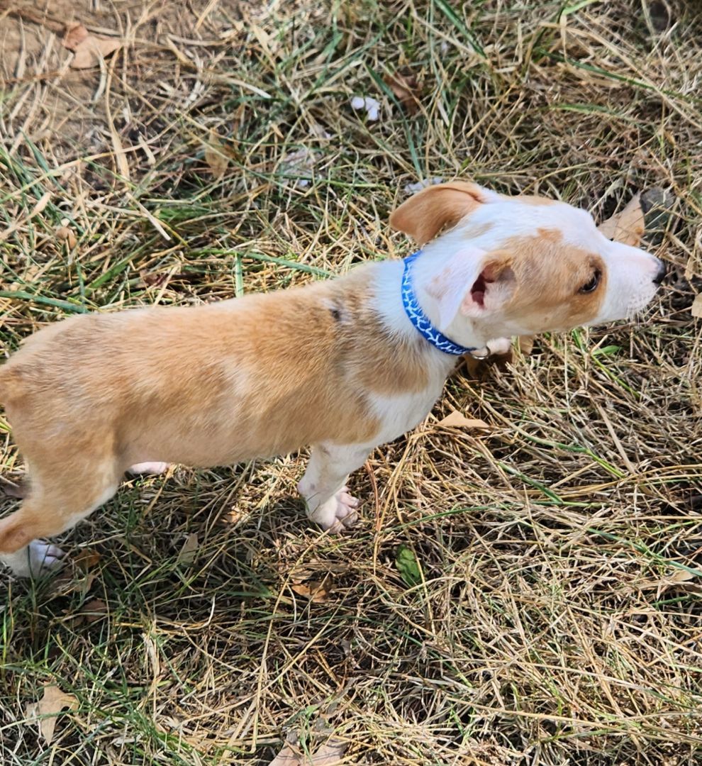 Casper, a Adopted mixed breed in Flintstone, GA image 3/3
