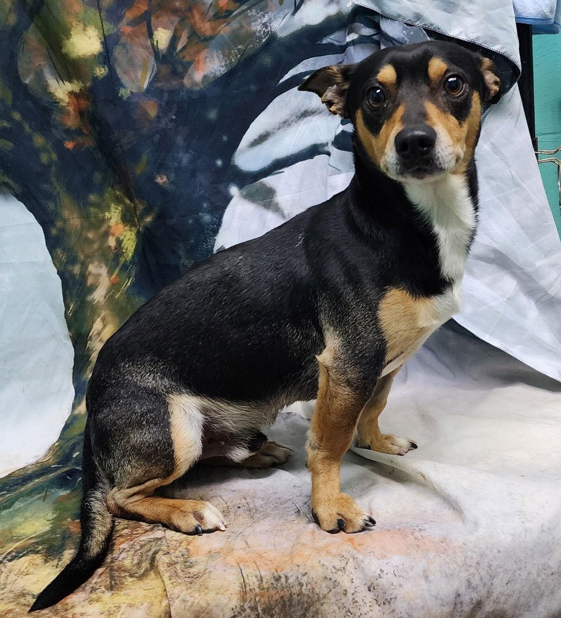 251972  Axel, Adopted, Adult Male Chihuahua & Dachshund.
