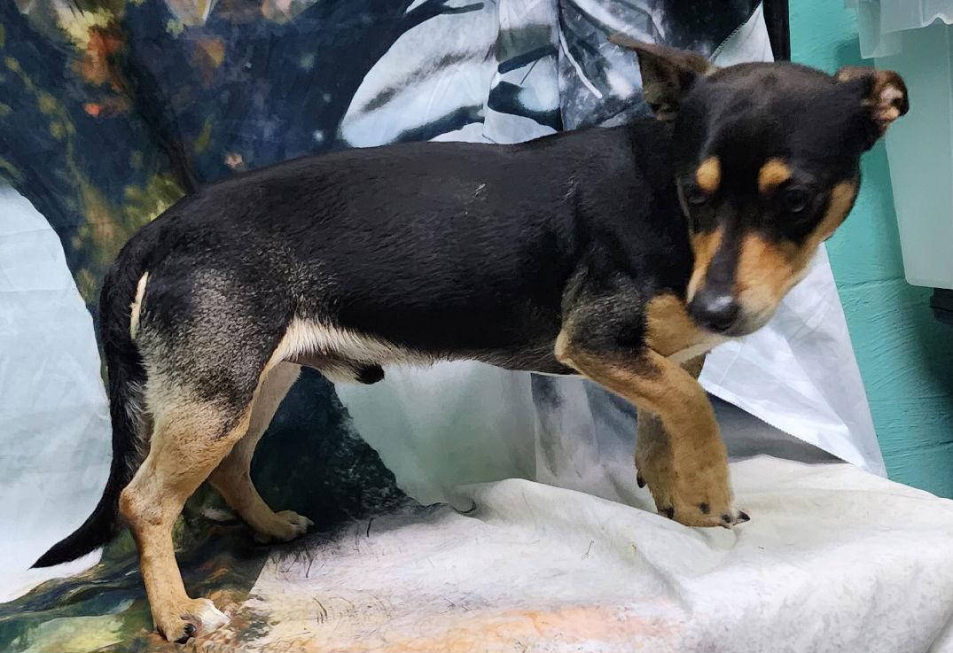 Enlarge 251972  Axel, a Adopted mixed breed in Wetumpka, AL image 3/3