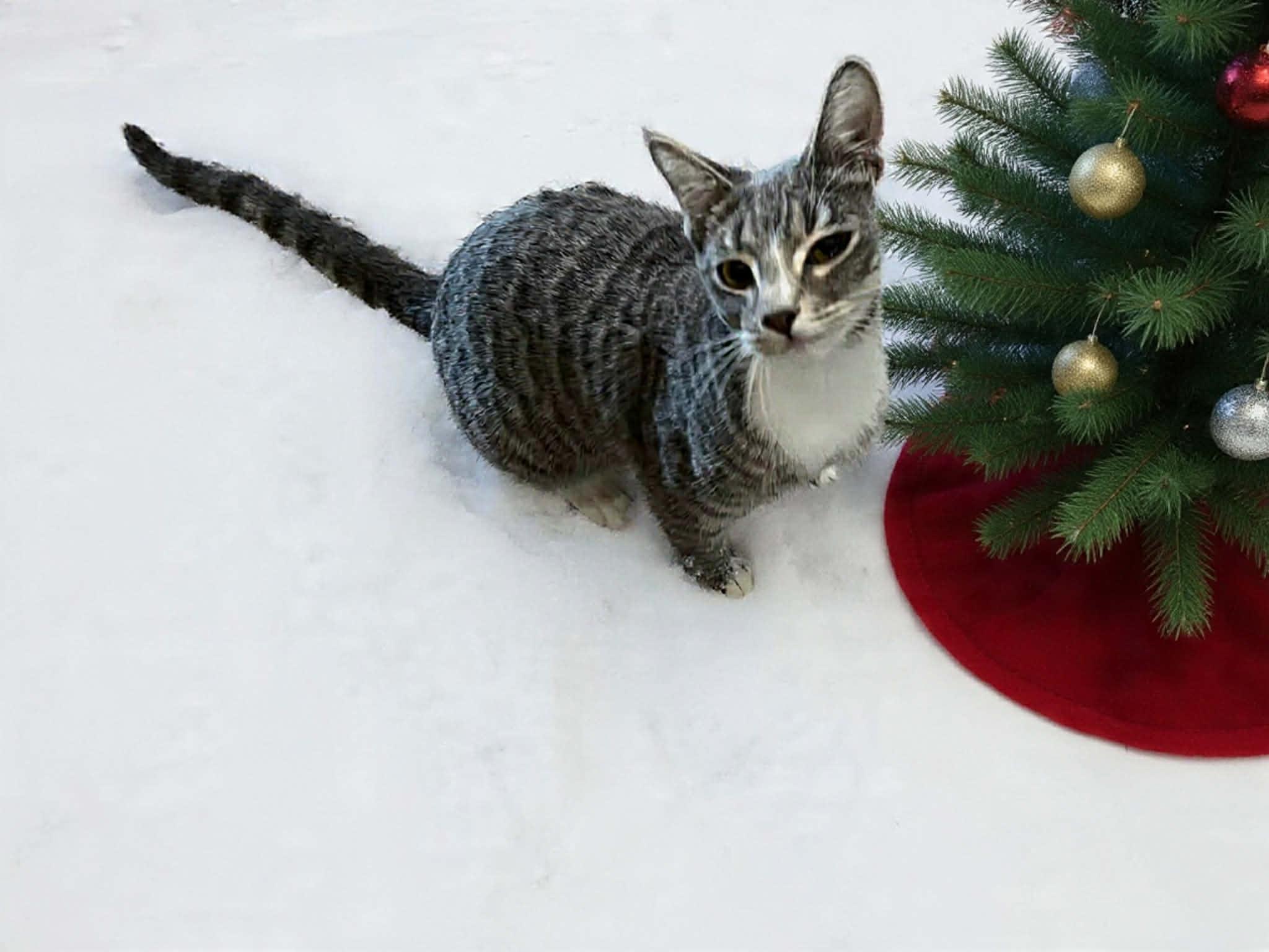 Enlarge CINNAMON - FFPR, a Adoptable Domestic Short Hair in Martinez, CA image 1/1