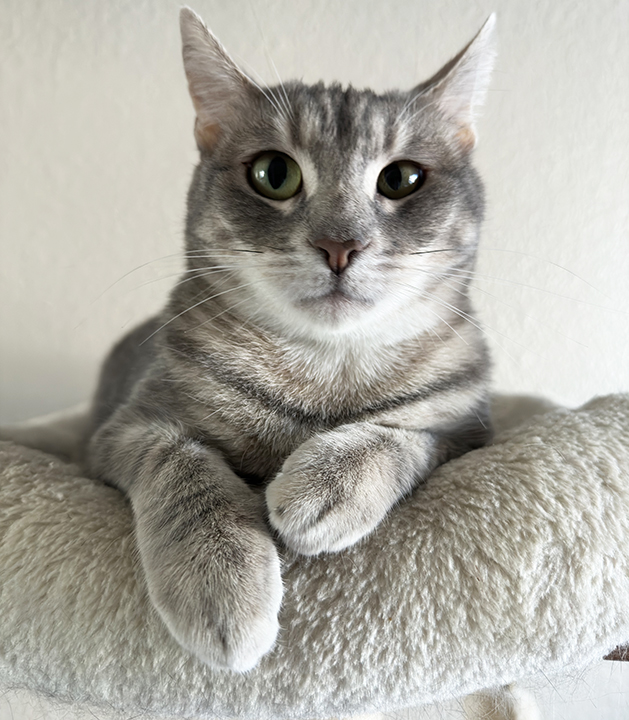 Rosy, a Adoptable Domestic Short Hair in Riverside, CA image 3/5