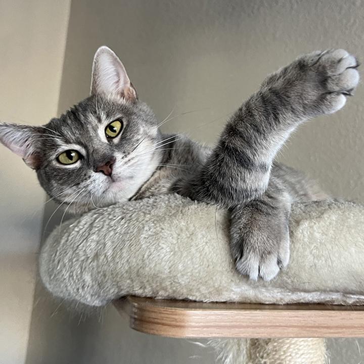 Rosy, a Adoptable Domestic Short Hair in Riverside, CA image 1/5