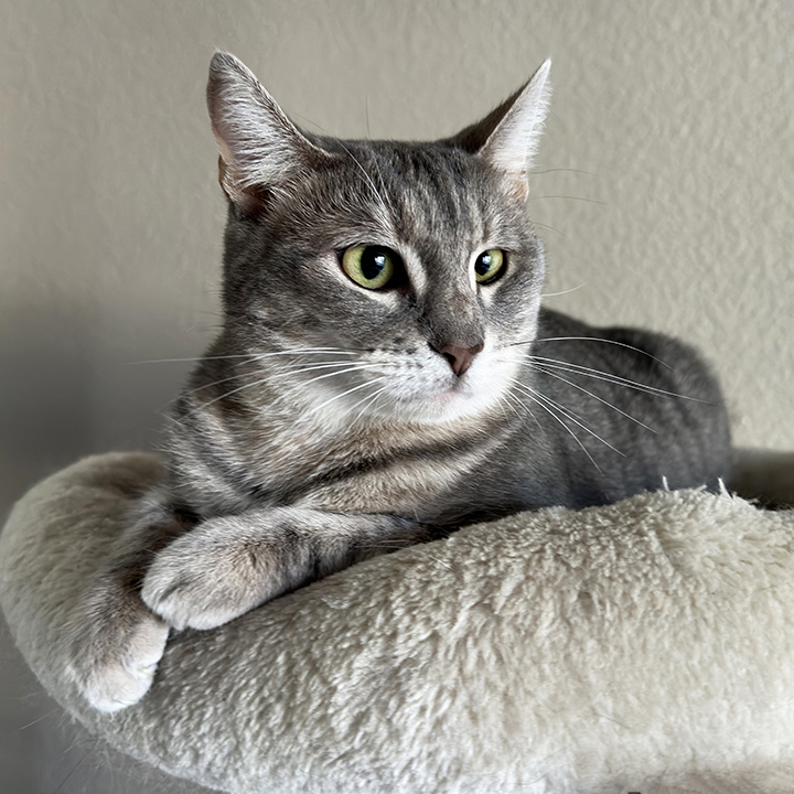 Rosy, a Adoptable Domestic Short Hair in Riverside, CA image 5/5