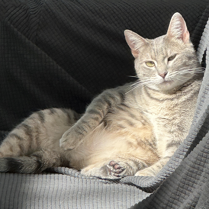 Rosy, a Adoptable Domestic Short Hair in Riverside, CA image 4/5