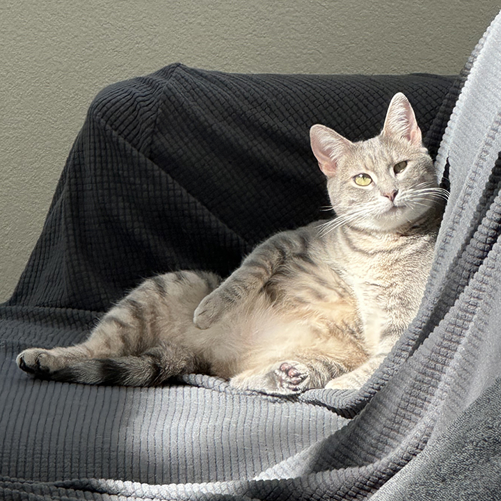 Rosy, a Adoptable Domestic Short Hair in Riverside, CA image 2/5