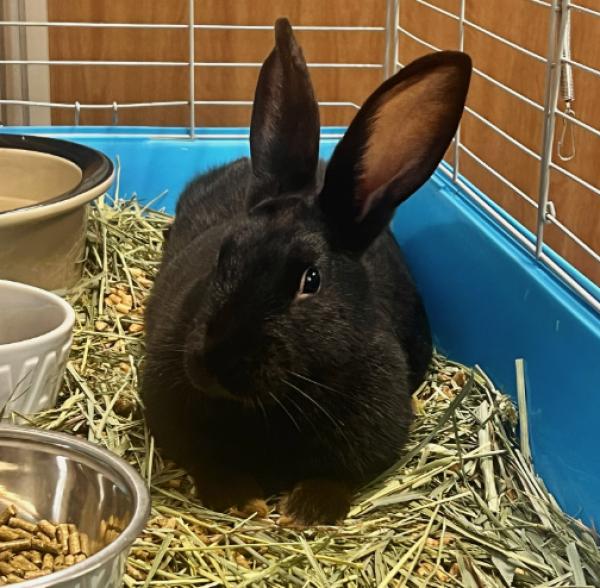 Lana, Adoptable, Young Female Bunny Rabbit.