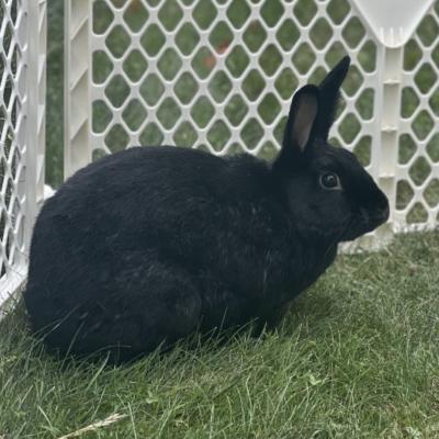 Enlarge Lana, a Adoptable Bunny Rabbit in Kalamazoo, MI image 2/4