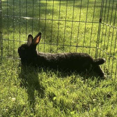 Enlarge Lana, a Adoptable Bunny Rabbit in Kalamazoo, MI image 3/4