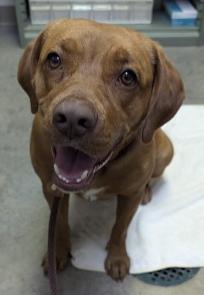 Rita, Adoptable, Adult Female Labrador Retriever & Mixed Breed.