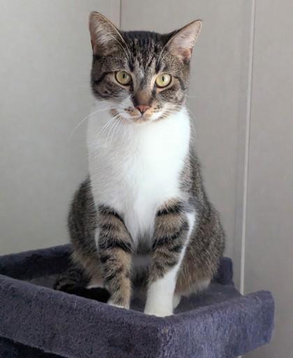 Banshee, a ADOPTABLE Domestic Short Hair in Downers Grove, IL image 1/3
